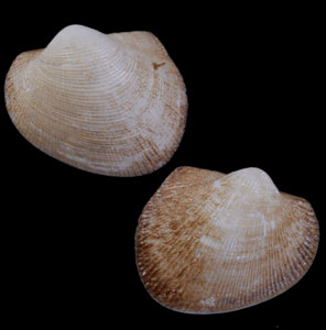 ダイコクワタゾコエガイ 大黒海底江貝 Bathyarca japonica small