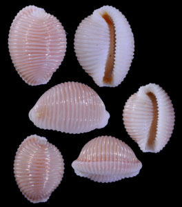 ヨーロッパシラタマ Trivia europaea small