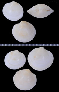 ヒメカガミ Dosinia pubescens small
