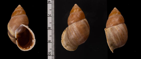 テンブラデラマイマイ （仮称） Scutalus cretaceus small