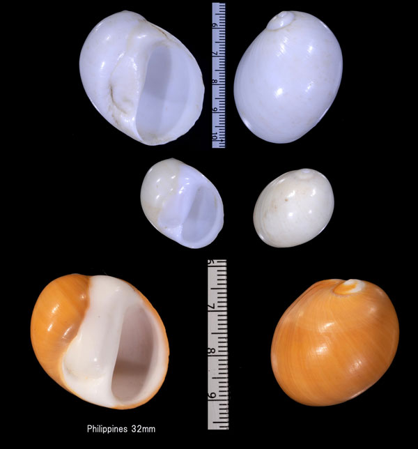キハダトミガイ Polinices aurantius small