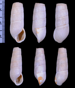 パイバオオクビキレガイ （仮称） Rumina paivae small