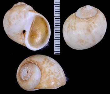 チョウシタマツメタ Euspira choshiensis small