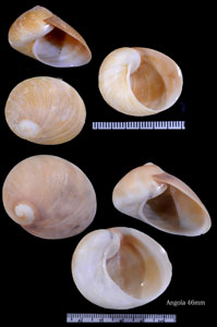 アフリカフクロガイ Sinum concavum small