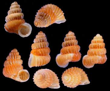 クリスタエントツノタウチガイ (仮称) Opisthostoma christae small
