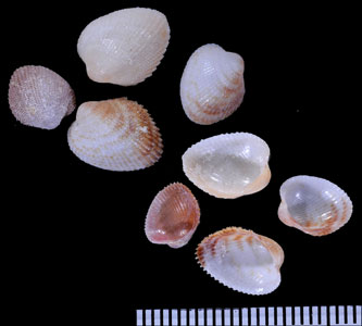 ベニバト 紅鳩 Ctenocardium victor small