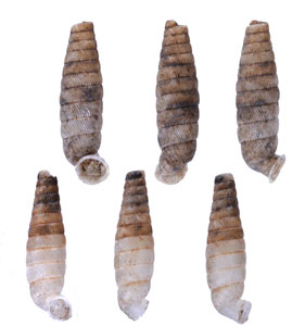 ブロクレイスパイプガイ (仮称) Cochlodinella broquelesensis small