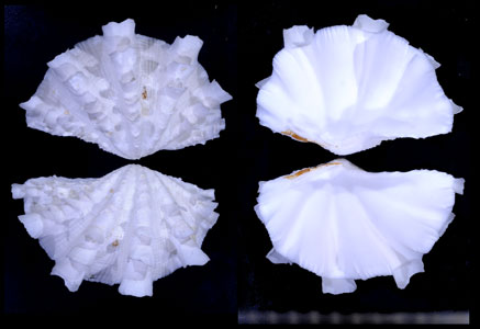 ヒレシャコガイ 鰭??貝 Tridacna squamosa small