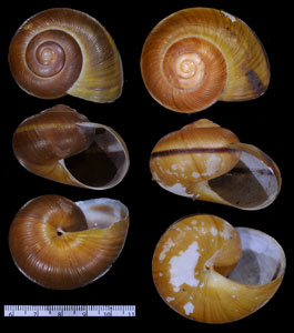 ウェーバーネプチューンマイマイ (仮称) Hemiplecta weberi small