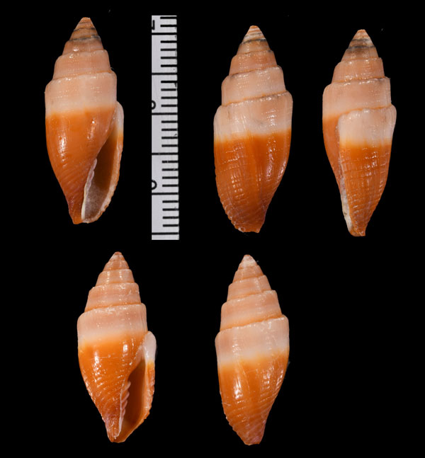 ソメワケヤタテ Mitra telescopium small