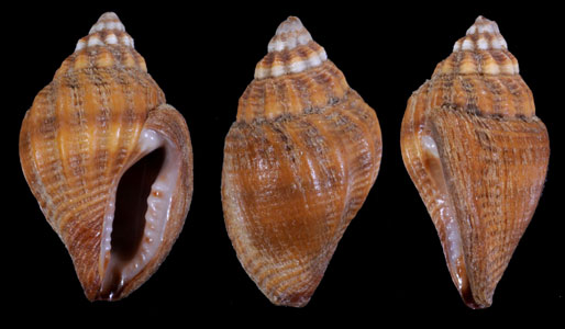 マンモスボサツガイ Pseudanachis duclosiana small
