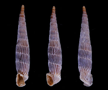 アンタキヤギセル （仮称） Galeata antiochia small