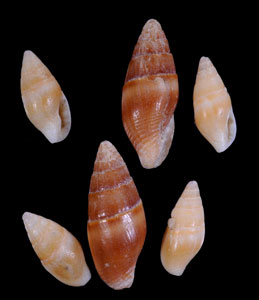 カムロガイ 禿貝 Sundamitrella impolita small