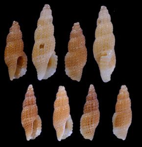 トウキョウコウシツブの仲間 Philbertia benhami aff. small