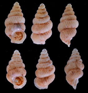 ベンダブロムゴマガイ (仮称) Diplommatina wilhelminae vanderblommi small