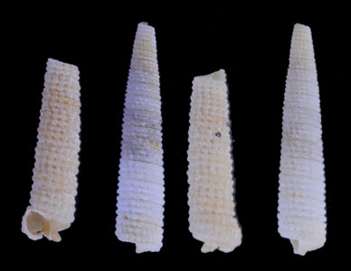 ヤリノホキリオレ Inella lanceolata small