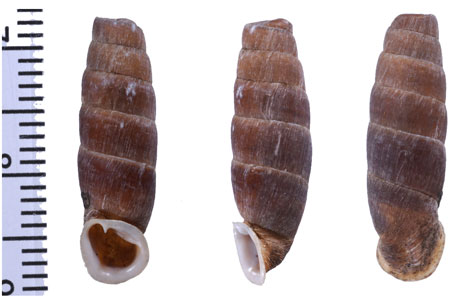 ペルーカクギセル （仮称） Ehrmaniella quadrata small