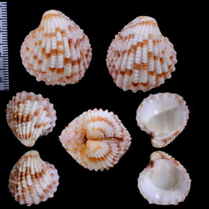 ハナフミガイ Glans millegrana small