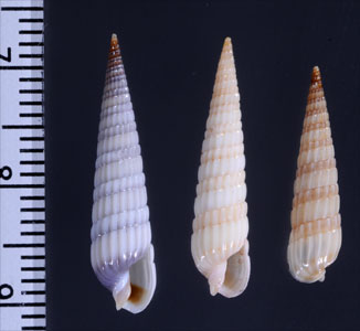 ハレヤカトクサモドキ Duplicaria crakei small