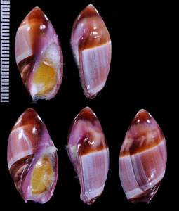 ヒメズングリリュウグウボタル Amalda decipiens small