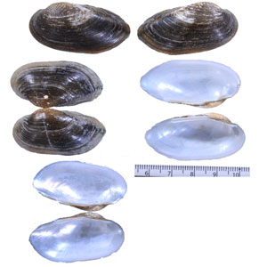タイワンイシガイ Unio douglasiae taiwanicus small
