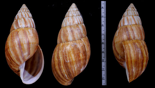 アダンソンホソサラサマイマイ (仮称) Limicolaria kambeul adansoni small