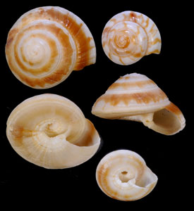 コグルマ Psilaxis radiatus small