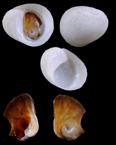シンカイアマガイ (仮称) Bathynerita naticoidea aff. small