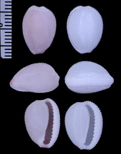 ホソスジボタンシラタマ (仮称) Triviella multicostata small