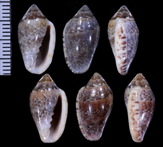 ナナメコショウヘリトリ (仮称) Marginella obliquum small