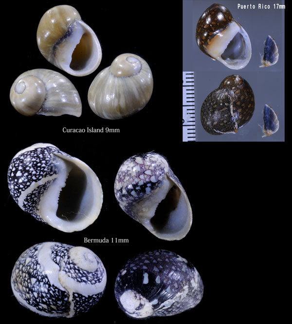 キムスメカノコ Neritina virginea small