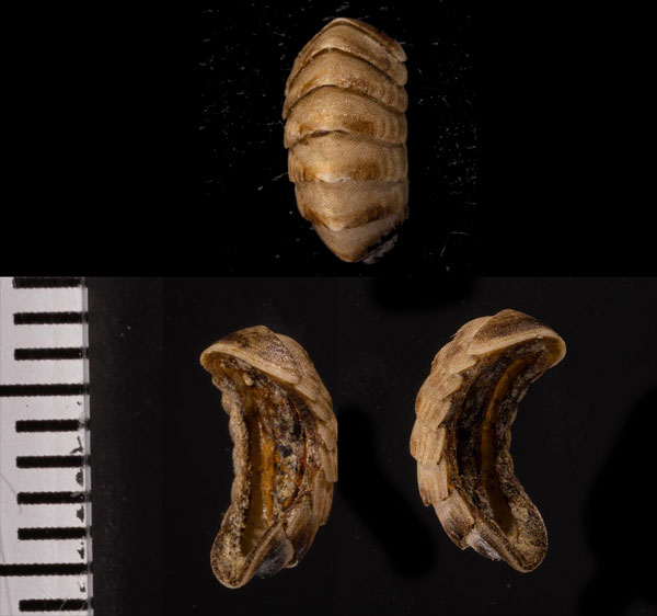 シンカイサメハダヒザラ ガイcf. Belknapchiton belknapi small