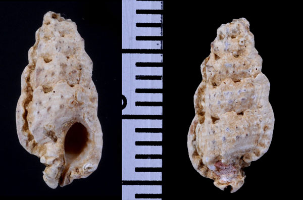 フカボリモロハボラ Aspella producta small