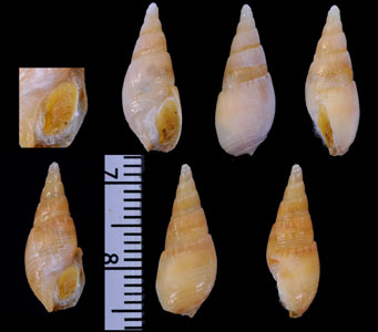 モザンビークホタルバイ (仮称) Bullia mozambicensis small