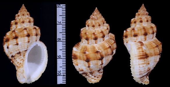シロスジホラダマシ Cantharus leucotaeniatus small