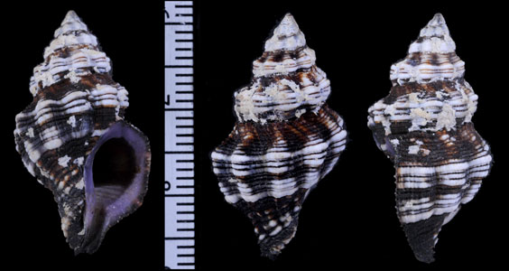 カスタノツノマタモドキ (仮称) Peristernia castanoleuca small