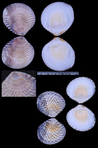 タイワンシラオ Circe tumefacta small