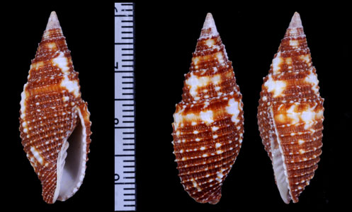 ムシロフデ 莚筆 Mitra aurora floridula small