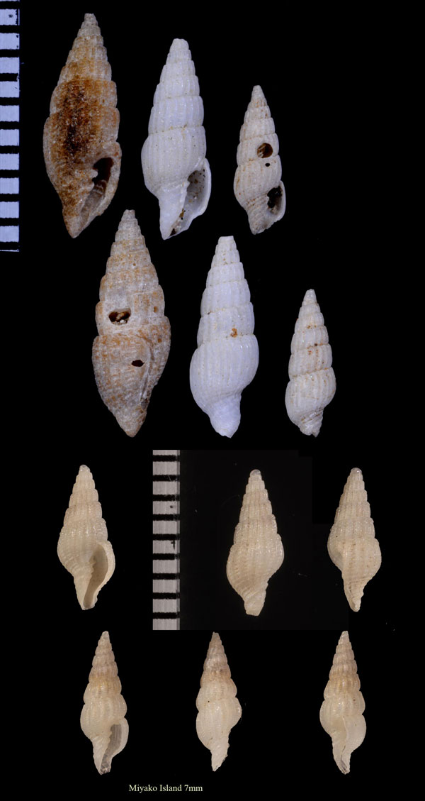 サガミツクシ Vexillum sagamiense small