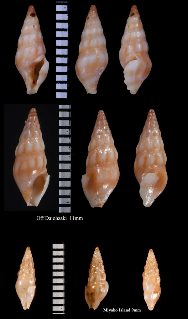 ベンテンモミジボラ 弁天紅葉法螺 Elaeocyma benten small