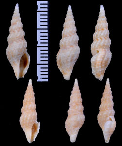 コックスニシキシャジク Vexitomina coxi small