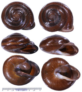 タマココアマイマイ Pleurodonte orbiculata small