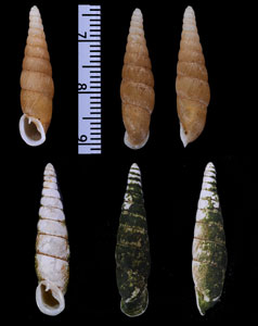 オキモドキギセル Vastina okimodoki small