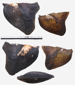 ブラジルヒレイケチョウガイ Prisodon corrugatus small