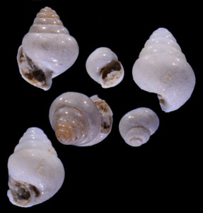 ミジンウキマイマイの仲間 Limacina retroversa small