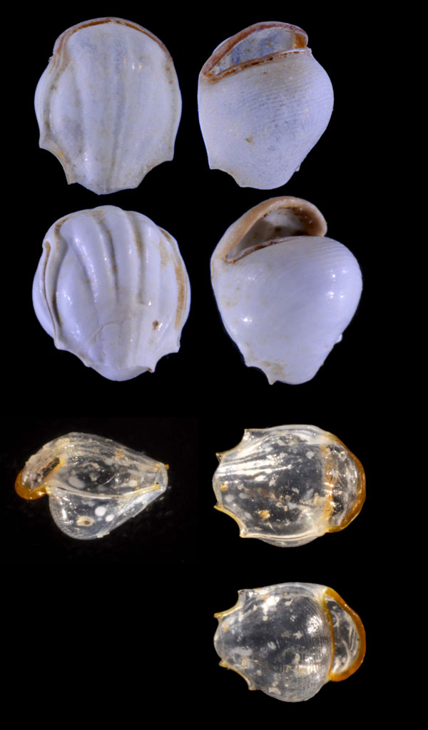 キヨコカメガイ Diacria quadridentata small