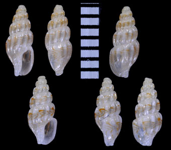 クラウシボサツ （仮称） Anachis kraussii small
