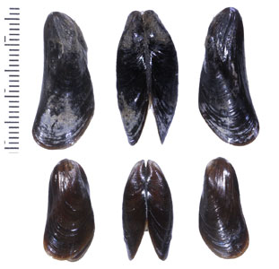 ゴウシュウクログチ （仮称） Xenostrobus pulex small
