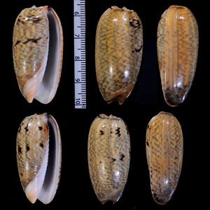クロオビイロガワリマクラ Oliva vidua cincta small