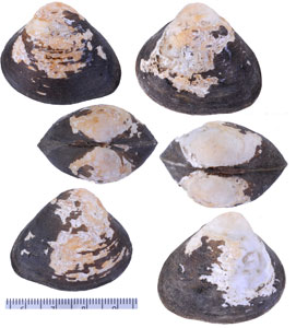 ブラジルオオシジミ （仮称） Cyanocyclas placens small